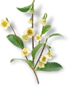 発酵コンブチャ コンプレックス