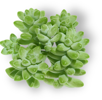 ステムセル ハイドレーター